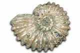 Bumpy Ammonite (Douvilleiceras) Fossil - Madagascar #343832-1